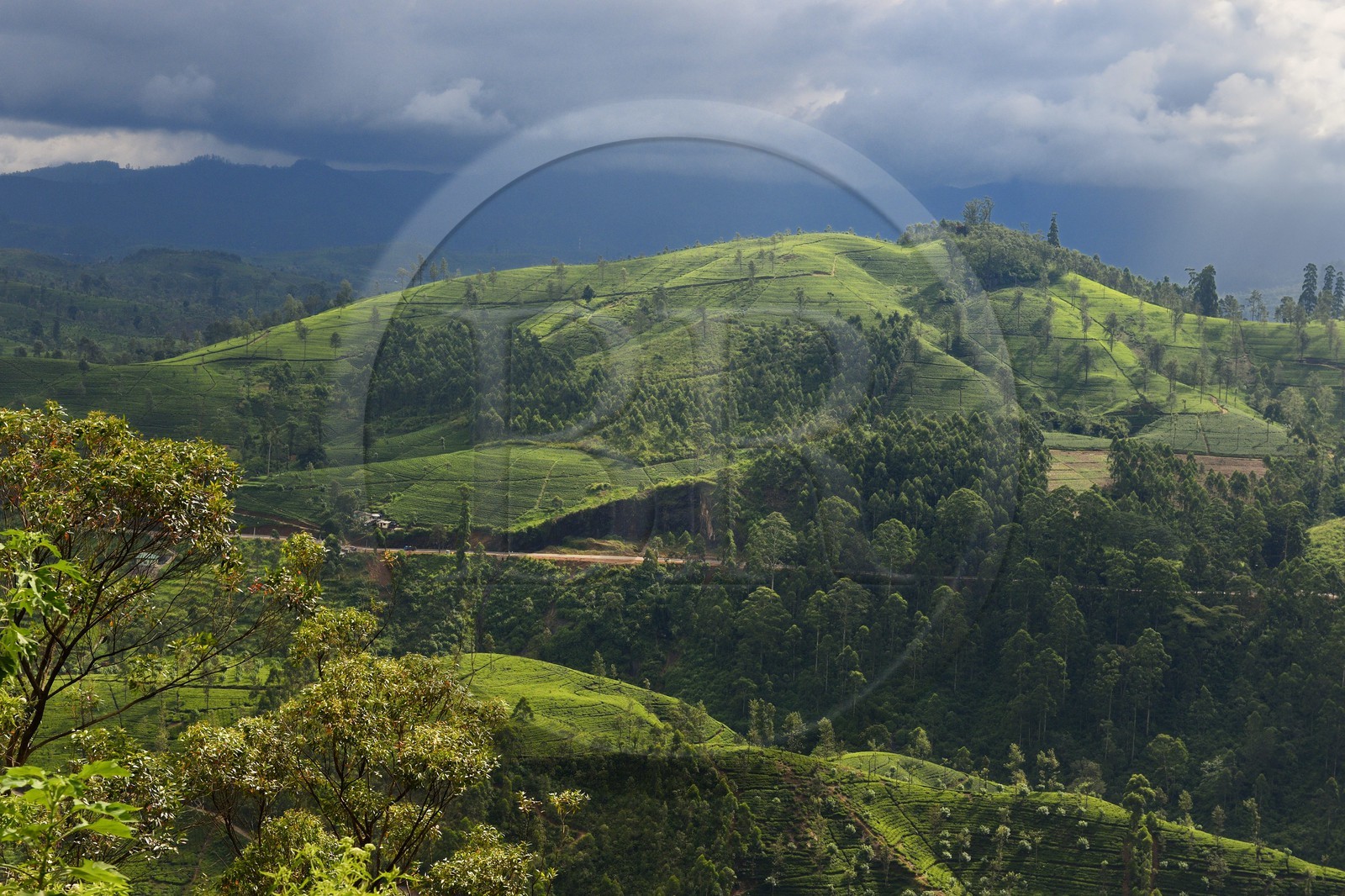 Sri Lanka, Province du Centre, trajet en train dans la région montagneuse de la culture du thé entre Hatton et Badulla, ici entre Great Western et Raddalla, plantation de thé