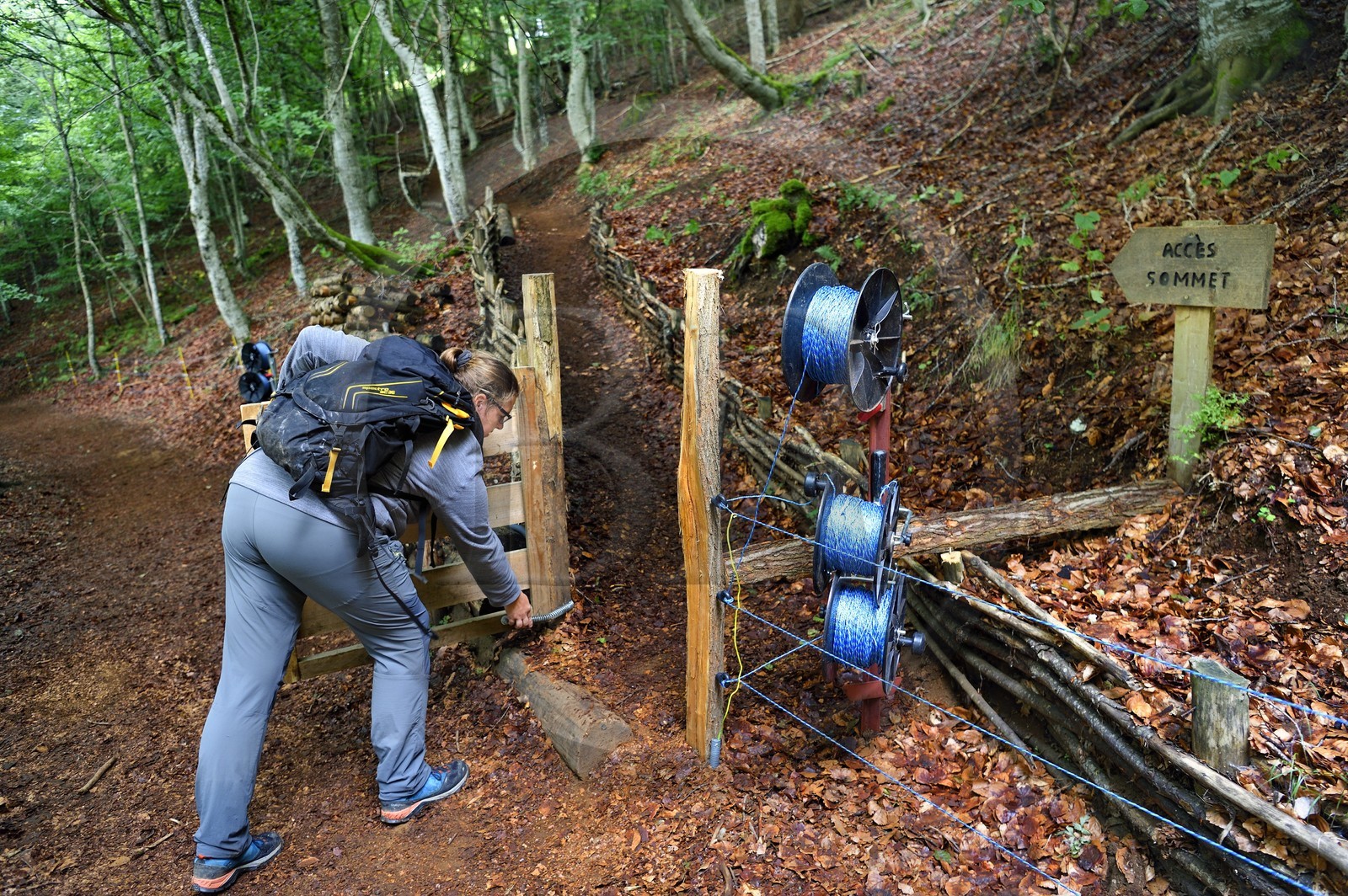 France, Puy-de-Dôme (63), Aydat, sur les pentes du volcan du Puy de Vichatel, Catline Lajoie garde nature au Parc naturel régional des Volcans d'Auvergne sur le parcours Musette nature sentier de Vichatel, création d'un chemin pour les randonneurs