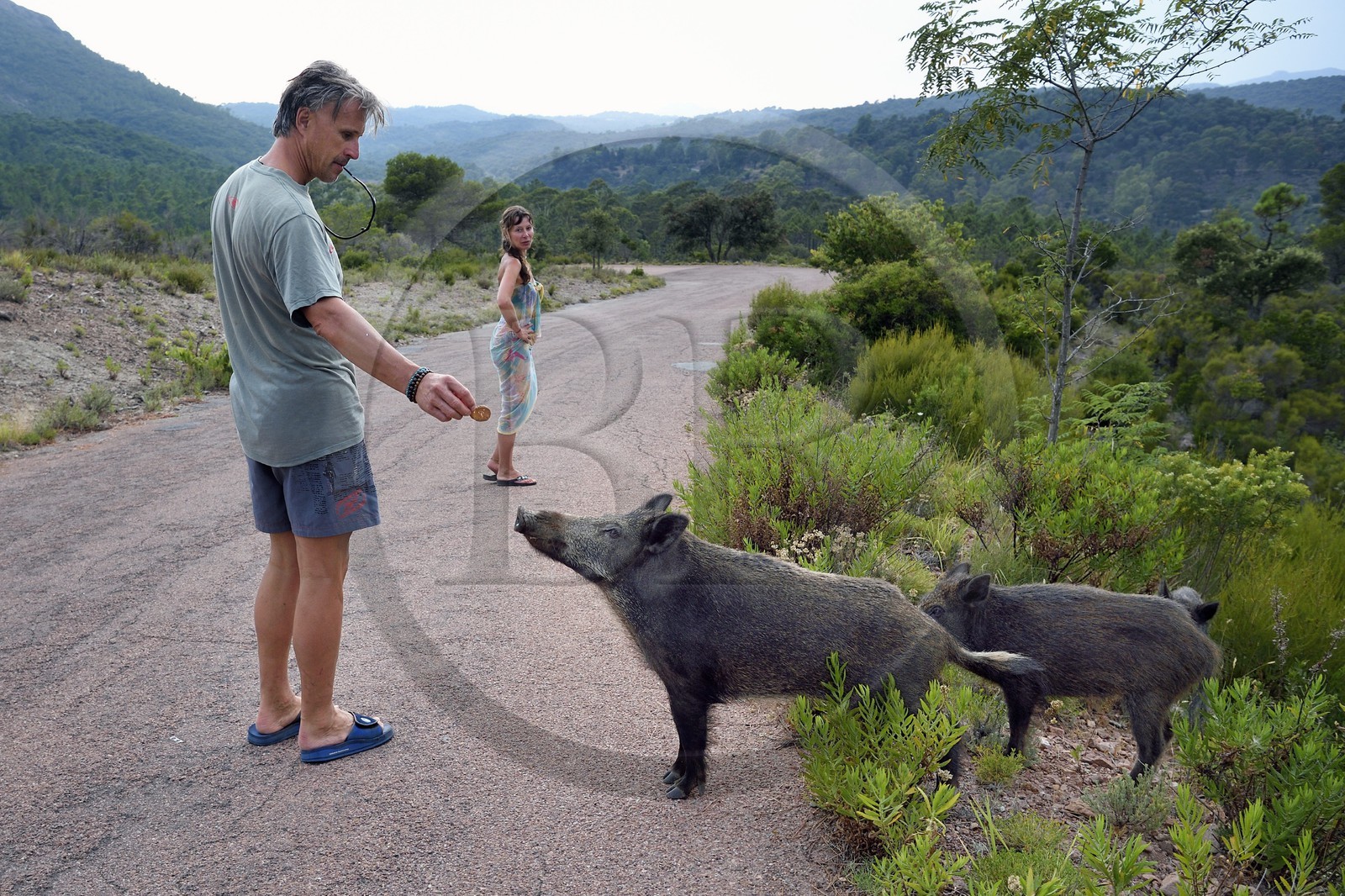 France, Var (83), Agay commune de Saint-Raphaël, les sangliers (Sus scrofa) prolifèrent dans le massif de l'Estérel