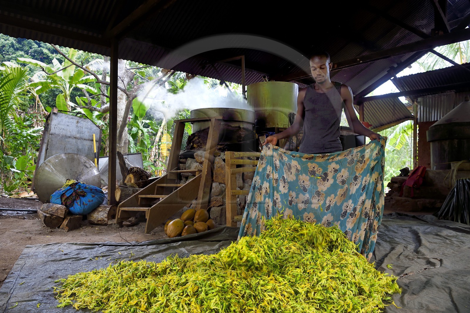 France, Ile de Mayotte, Grande-Terre, Ouangani, Aromaoré, distillation de l'huile essentielle à base de pétales de fleurs d'ylang ylang (Cananga odorata) en alambic artisanal