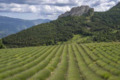 France, Drôme (26), parc naturel régional des Baronnies provençales, Izon-la-Bruisse, champ de lavandin