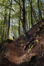 France, Haut-Rhin (68), Parc naturel régional des ballons des Vosges, Rimbach-près-Masevaux, randonneur marchant sur le GR5 au dessus du Lac des Perches non loin de Gazon Rouge dans les Vosges