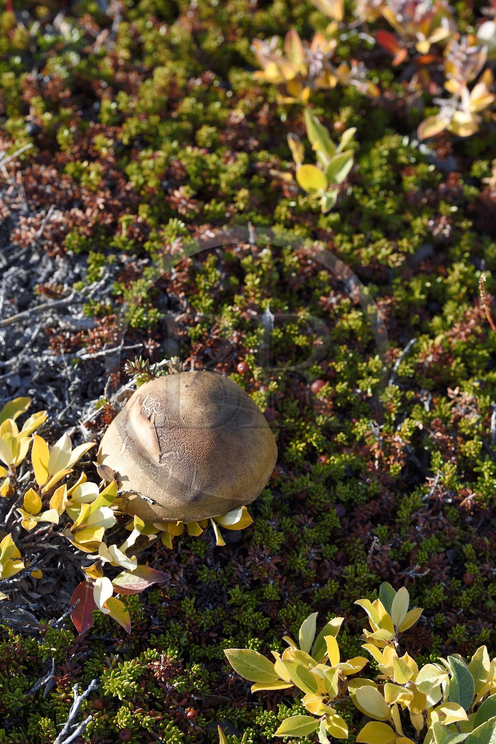 Groenland, cote ouest, baie de Disko, baie de Quervain, Bolet rude (Leccinum scabrum)