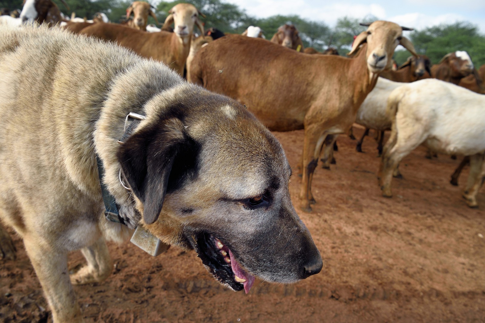 Namibie, Otjiwarongo, Cheetah Conservation Fund, centre de recherche et d'éducation, le Livestock Guarding Dog Program (programme chien de garde du bétail) du CCF a été très efficace pour réduire les taux de prédation et ainsi aussi l'inclinaison des agriculteurs à piéger ou tirer sur des guépards, chien Berger d'Anatolie aussi connu sous le nom de Kangal surveillant un troupeau de chèvres Boer et de moutons Damara