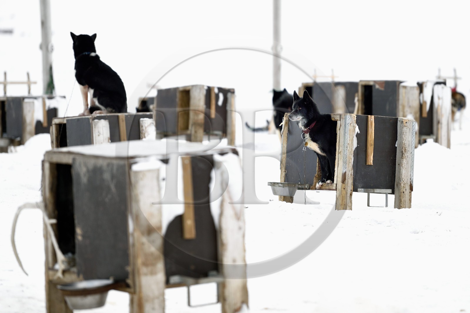 Norvège, Svalbard, Spitzberg, vallée de Adventdalen vers Longyearbyen, élevage de chiens de traineau, les huskies attendent à leur chenil d'être sortis pour tirer des traineaux