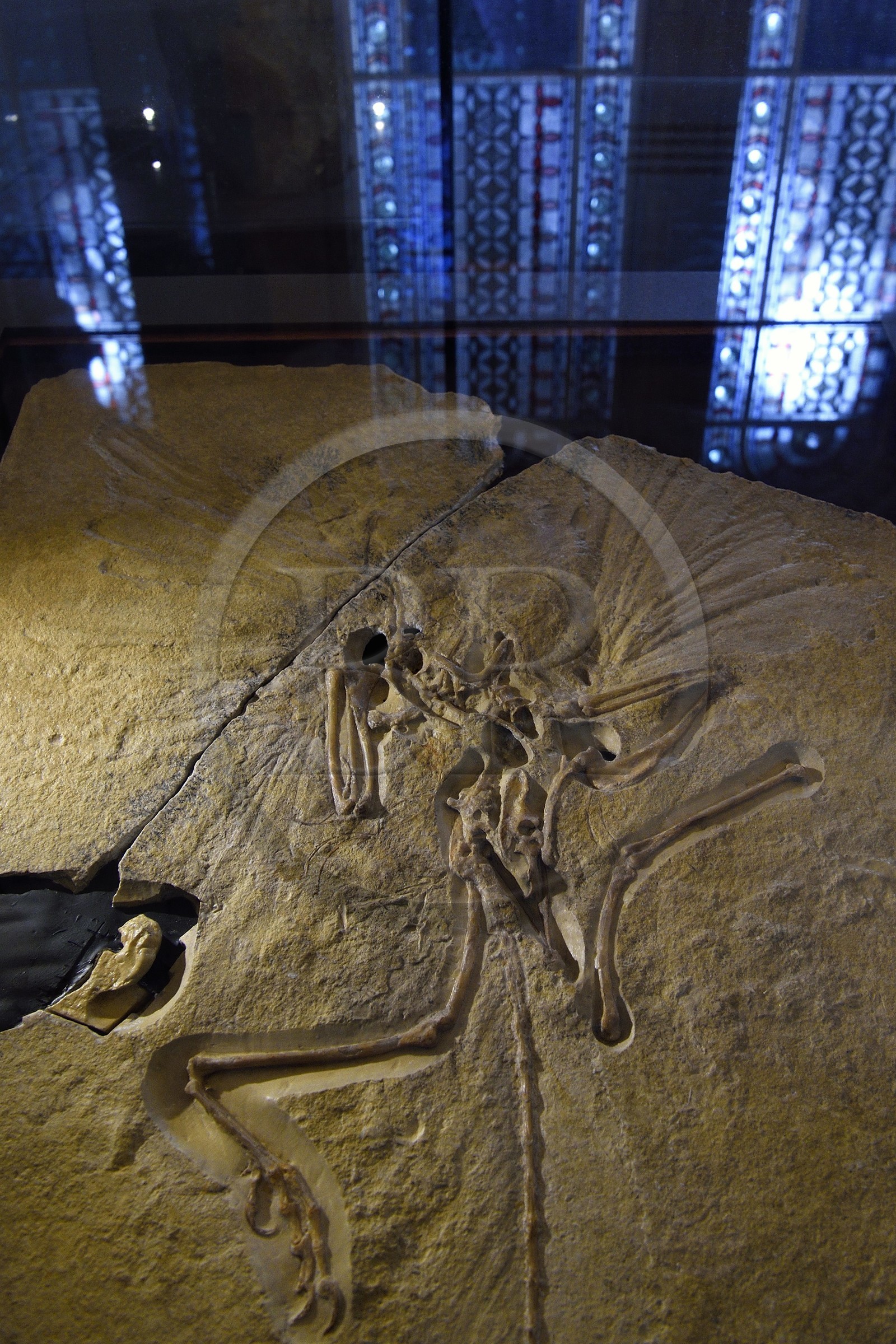 Royaume-Uni, Londres, Kensington, musée d’histoire naturelle (Natural History Museum), fossile du Archaeopteryx lithographica qui date d'environ 147 million d'années, peut être le premier oiseau