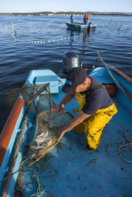 France, Hérault (34), Sète, quartier de la Pointe Courte, le pêcheur Robert Rumeau relève ses filets sur l'étang de Thau