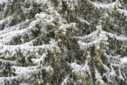 France, Haute-Savoie (74), Les Carroz d'Arâches, sapins recouverts de neige