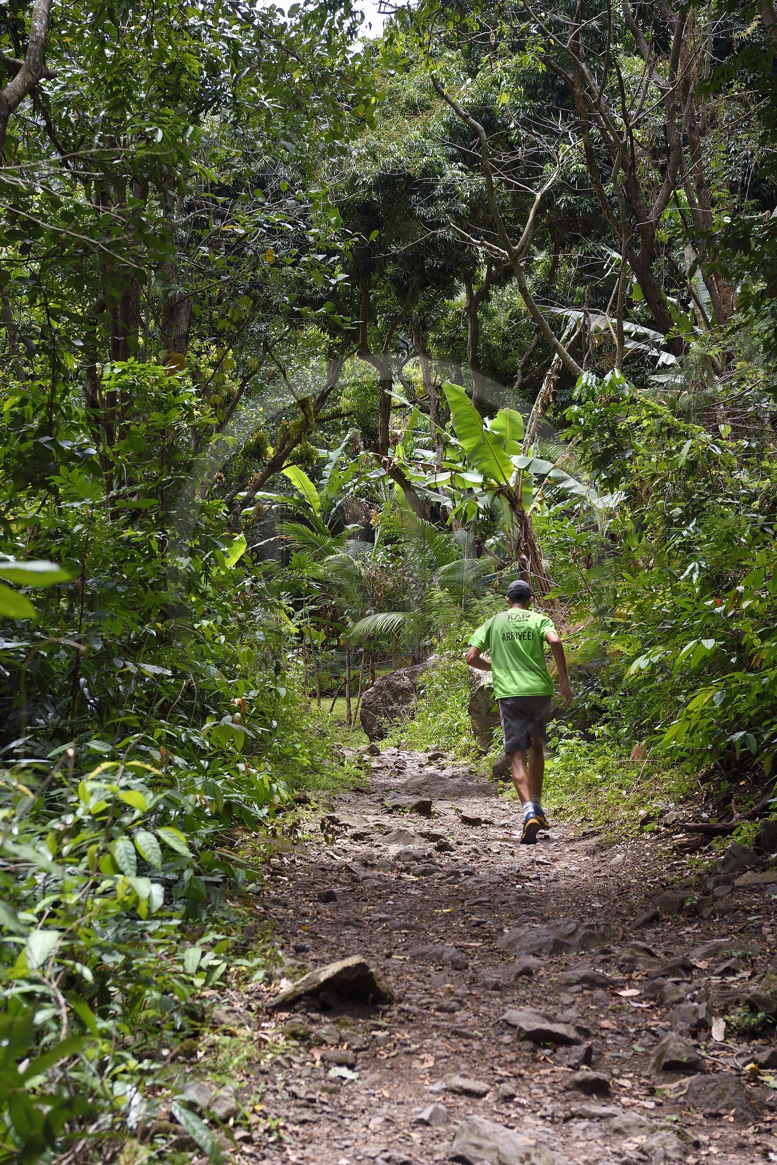 France, Ile de la Reunion, Parc National de la Réunion classé Patrimoine Mondial de l'UNESCO, Entre-Deux, sentier de randonnée vers la rivière Bras de la Plaine