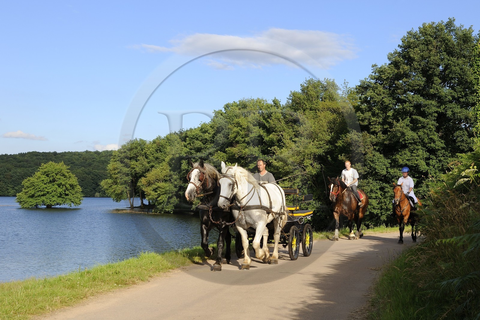 France, Nièvre (58), lac de Pannecière, Alain Perruchot agriculteur et éleveur de chevaux au commande de son attelage
