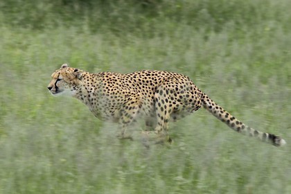 Namibia, Otjiwarongo, Cheetah Conservation Fund, research and education centre, cheetah (Acinonyx jubatus) trained to run to keep fit and healthy
