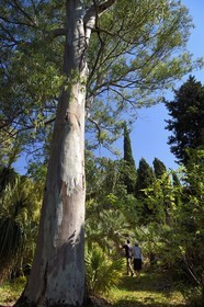 France, Var, Le Rayol Canadel sur Mer, Domaine du Rayol, Conservatoire du Littoral Estate compulsory mention, Jardin des Mediterranees designed by landscaper Gilles Clément, Subtropical American garden, eucalyptus