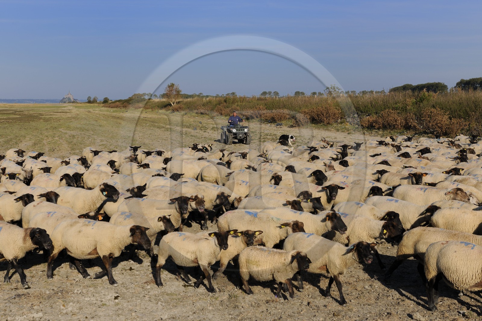 France, Ille-et-Vilaine (35), les herbus ou prés salés du Mont-Saint-Michel, l'éleveur de moutons de près salés Yannick Frain