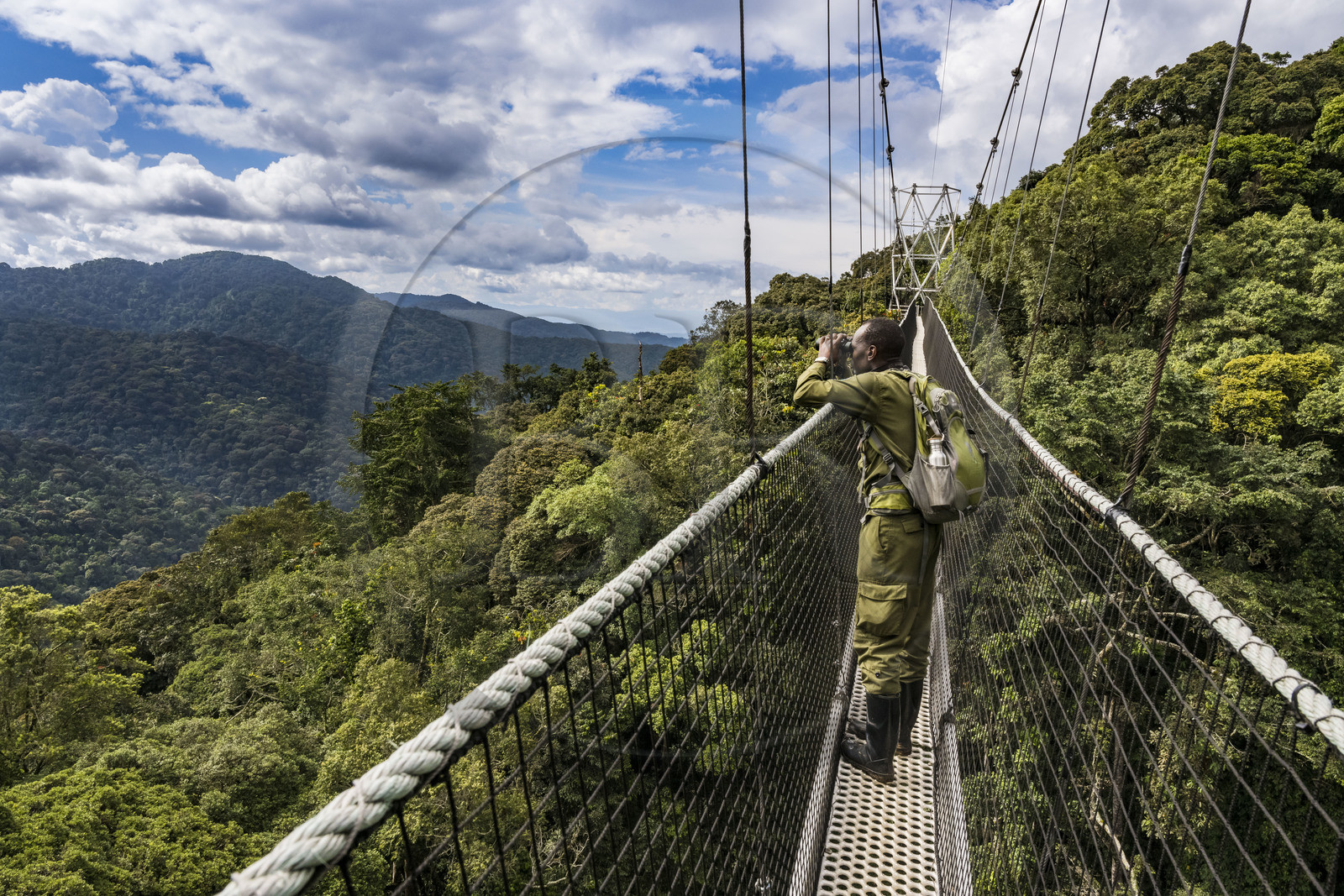 Rwanda, Province de l’Ouest, Colline Ibanda à Uwinka, Parc national de Nyungwe, le garde de African Parks Claver Mtoyinkima sur la Canopy walkway passerelle suspendue qui surplombe la canopée de la forêt tropicale à 70 mètres de haut