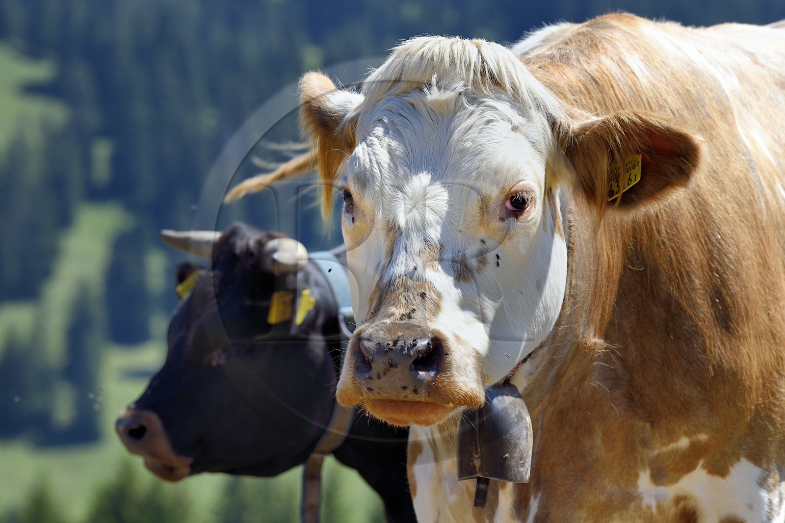 Suisse, canton de Vaud, Villars-sur-Ollon, vaches