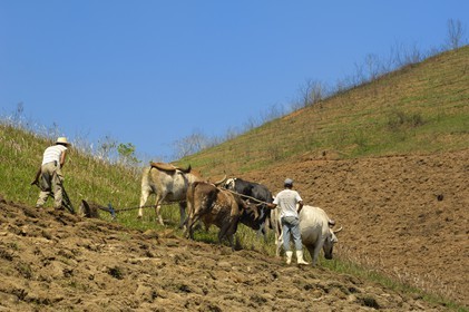 Brazil, Rio de Janeiro State, Serra da Mantiqueira, farmers plowing their fields with a plow (Gold Route, Estrada Real)
