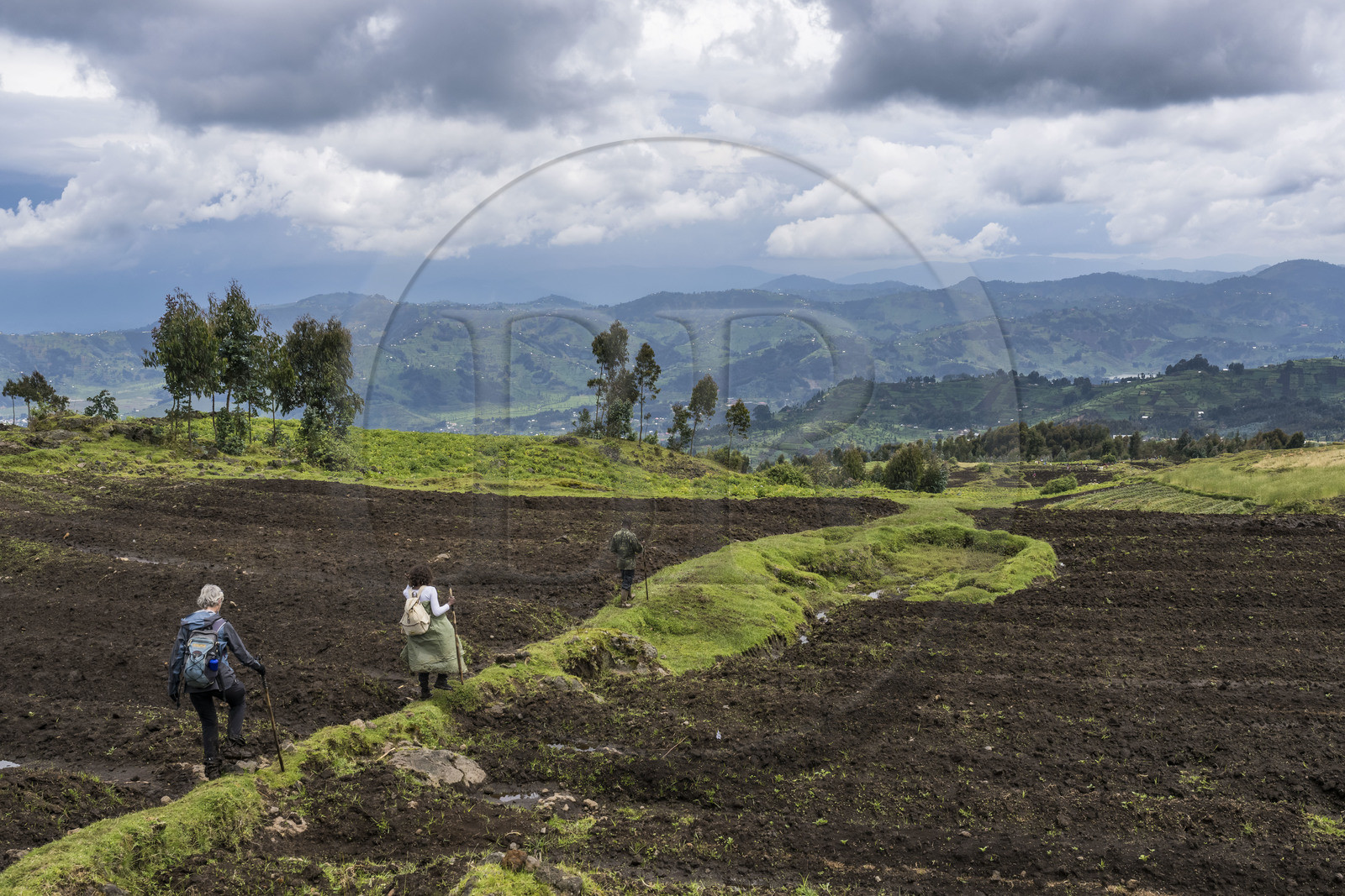 Rwanda, Province du Nord, District de Musanze (Ruhengeri), garde du Parc accompagnant des randonneuses sur les pentes volcaniques du mont Karisimbi dans les montagnes des Virunga en bordure du Parc national des Volcans où vivent les gorilles
