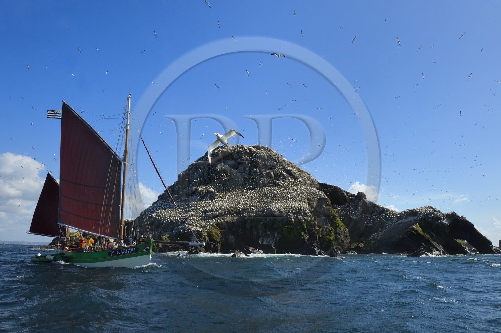France, Cotes-d'Armor, Perros-Guirec, Sept-Iles Archipelago and bird sanctuary, the traditional sailboat Sant C'hireg (Saint Guirec) in front of Rouzic island, northern gannets colony (Morus bassanus), single point of nesting in France for more than 20,000 couples