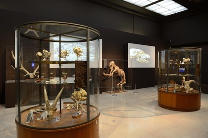 Principauté de Monaco, Monaco, musée d'anthropologie préhistorique