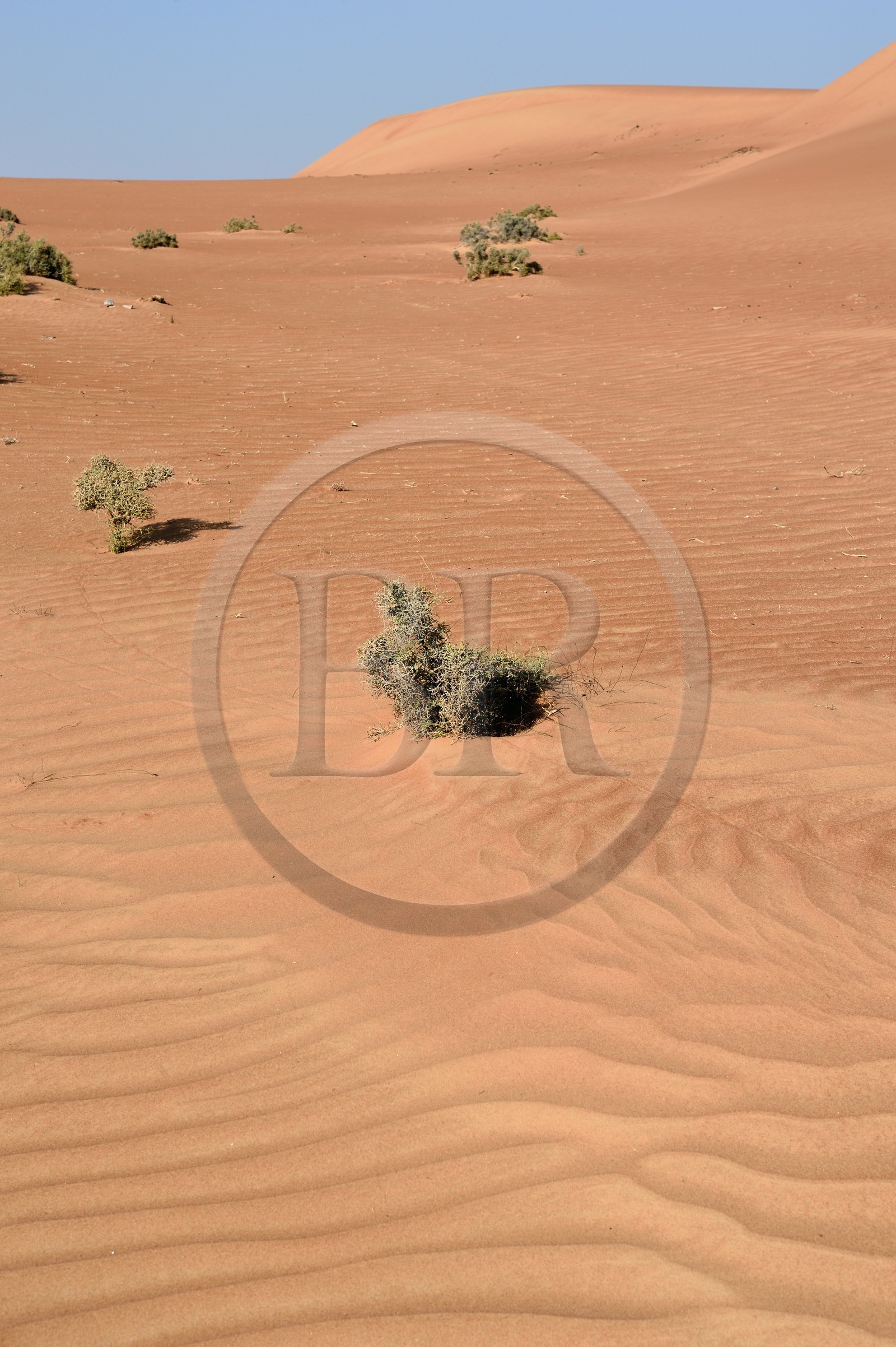 Sultanat d'Oman, gouvernorat de Ash Sharqiyah, désert des Wahiba Sands ou Sharqiya Sands