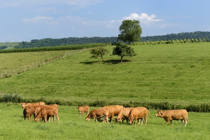 France, Bas-Rhin (67), Route des Vins d'Alsace, Flexbourg, troupeau de vaches dans les prés
