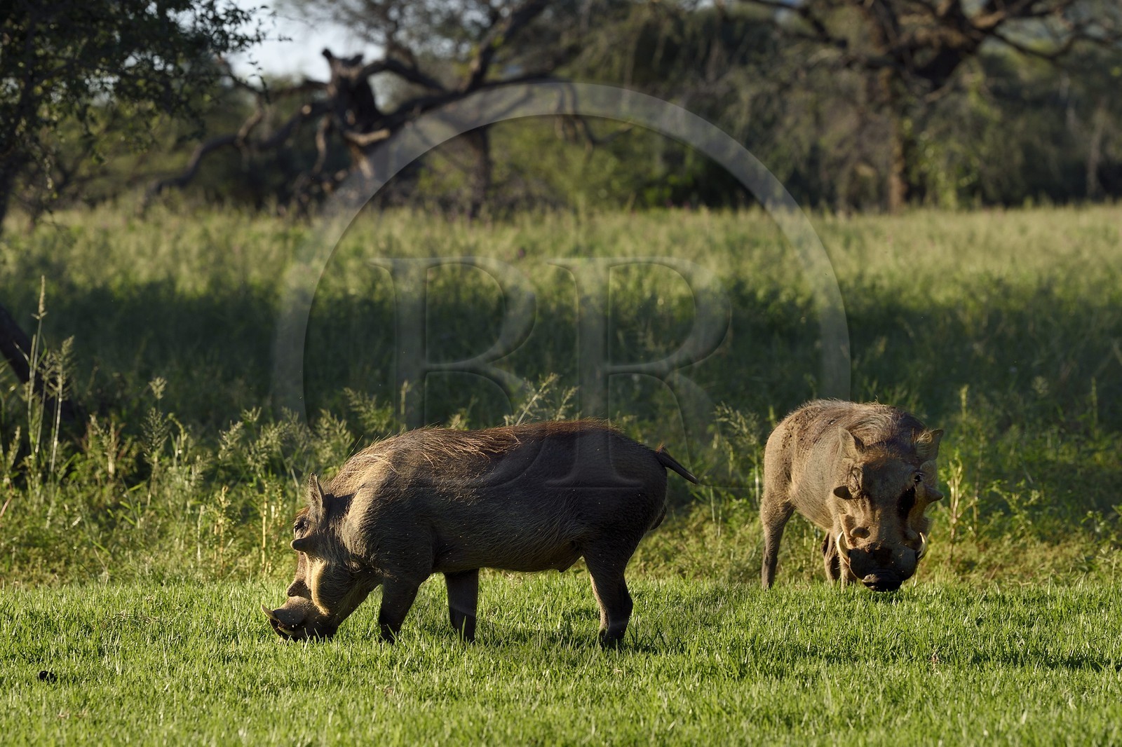 Namibia, Khomas region, north of Windhoek, Okapuka Ranch, warthogs (Phacochoerus africanus)