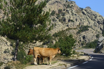 France, Corse-du-Sud (2A), Alta Rocca, Aiguilles de Bavella, route qui mêne au Col de Bavella