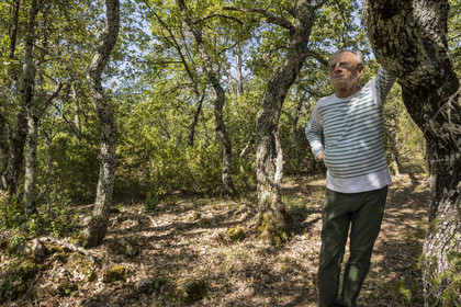 France, Var, Provence Verte (Green Provence), Bras, Academie du Bain de Foret Provencale (Provencal Forest Bath Academy), forest of the domaine Le Peyrourier - une campagne en Provence, Claude Fussler