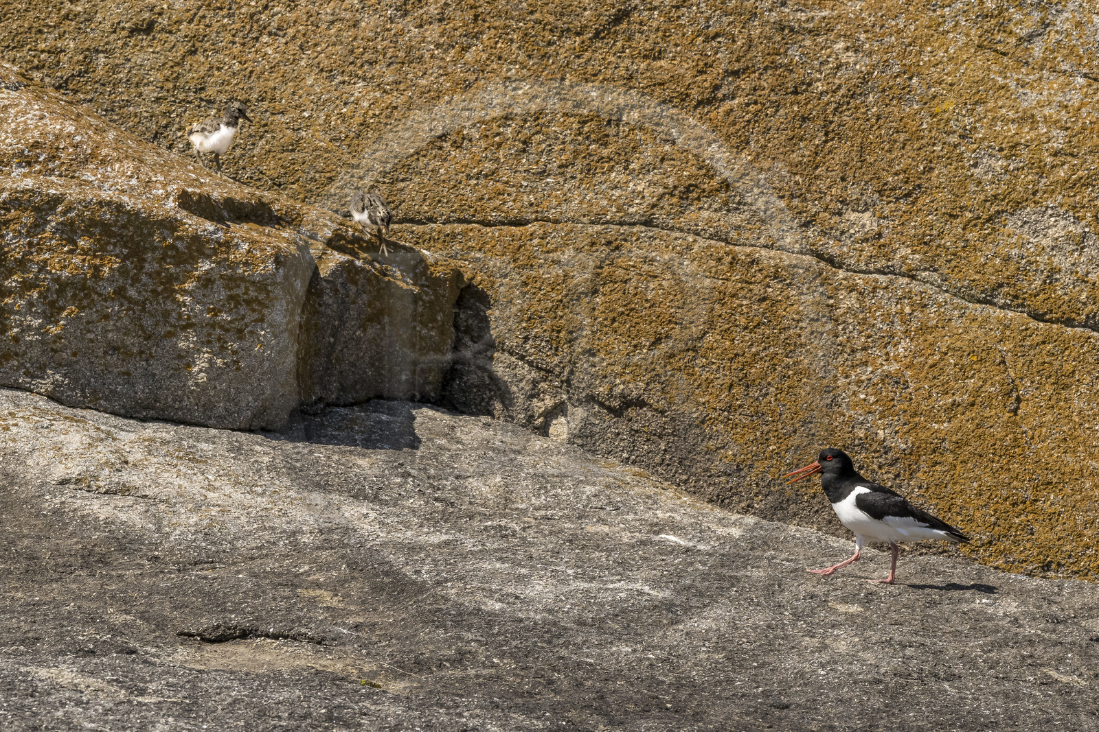 France, Finistère (29), Pays des Abers, Ile Vierge dans l'archipel de Lilia, huitrier pie (Haematopus ostralegus)