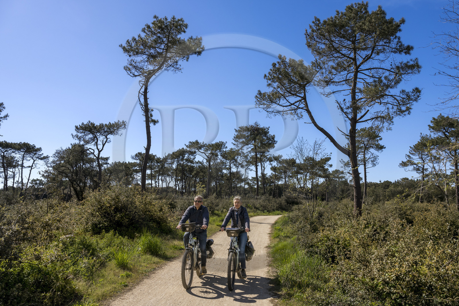 France, Vendée (85), Les-Sables-d'Olonne, cycliste sur la piste de la véloroute Vendée Vélo Tour et Vélodyssée dans la forêt d'Olonne au nord de la ville