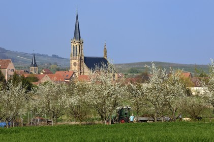 France, Bas-Rhin (67), Route des vins d'Alsace, Westhoffen, cerisiers en fleurs