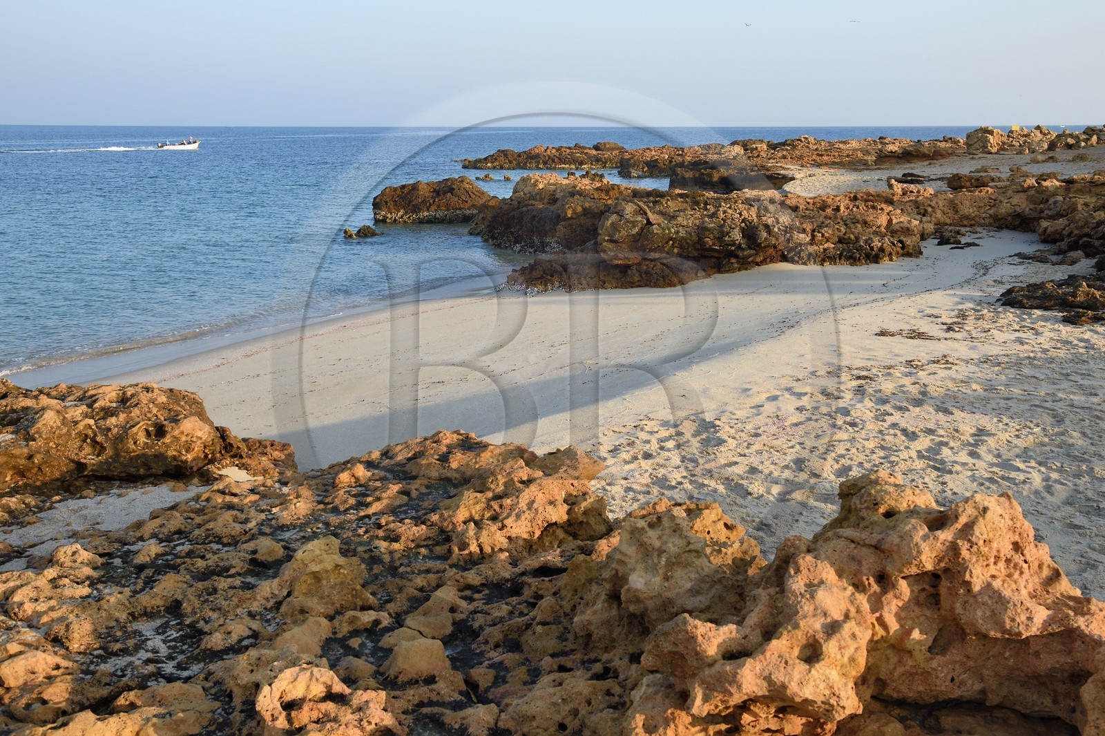 Sultanat d'Oman, gouvernorat de Ash Sharqiyah du Sud, Ras al Hadd, plage du Turtle Beach Resort