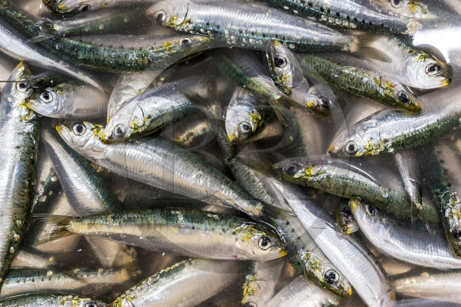 France, Vendée (85), Saint-Gilles-Croix-de-Vie, la criée, sardines fraichement pechées