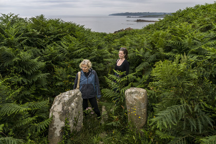 France, Finistère (29), Plougasnou, Primel-Trégastel, la Pointe de Primel à l'extrémité de la Baie de Morlaix, vestiges d'une allée couvertes de  fougères géantes sur le chemin de randonnée GR 34