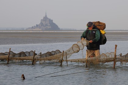 France, Manche, Bay of Mont Saint Michel, listed as World Heritage by UNESCO, Beach fisherman Guy Jugan lifting his nets full of Crangon crangon (grey shrimp) shrimps at dawn