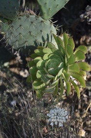 France, Var (83), Rayol-Canadel-sur-Mer, Domaine du Rayol, propriété du conservatoire du littoral mention obligatoire, le jardin des Méditerranées conçu par le paysagiste Gilles Clément, Jardin des Canaries, aeonium arboreum succulente des canaries