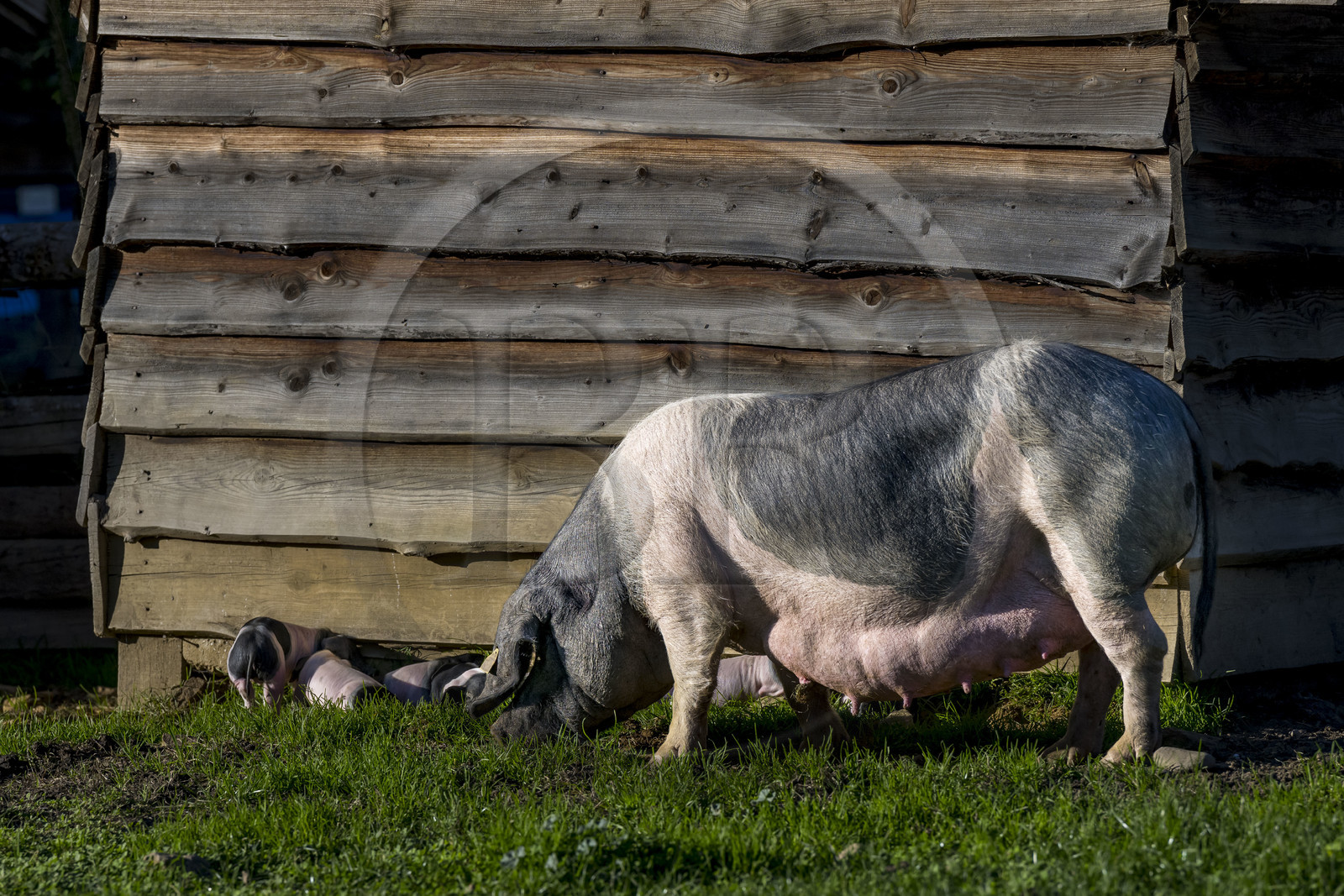 France, Pyrénées-Atlantiques (64), Pays-Basque, vallée des Aldudes, élevage en plein air Pierre Oteiza de porcs basques de race pie noir pour la production du jambon Kintoa AOC, cochette (jeune truie) et porcelets
