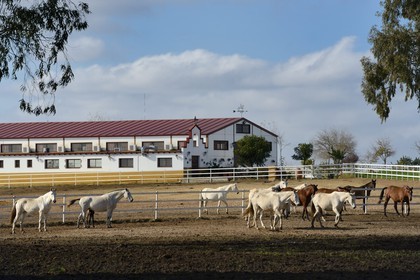Spain, Andalusia, Seville Province, Utrera, the Ayala stud farm (Yeguada Ayala), Andalusian horse also known as the Pure Spanish Horse or PRE (Pura Raza Espanola)