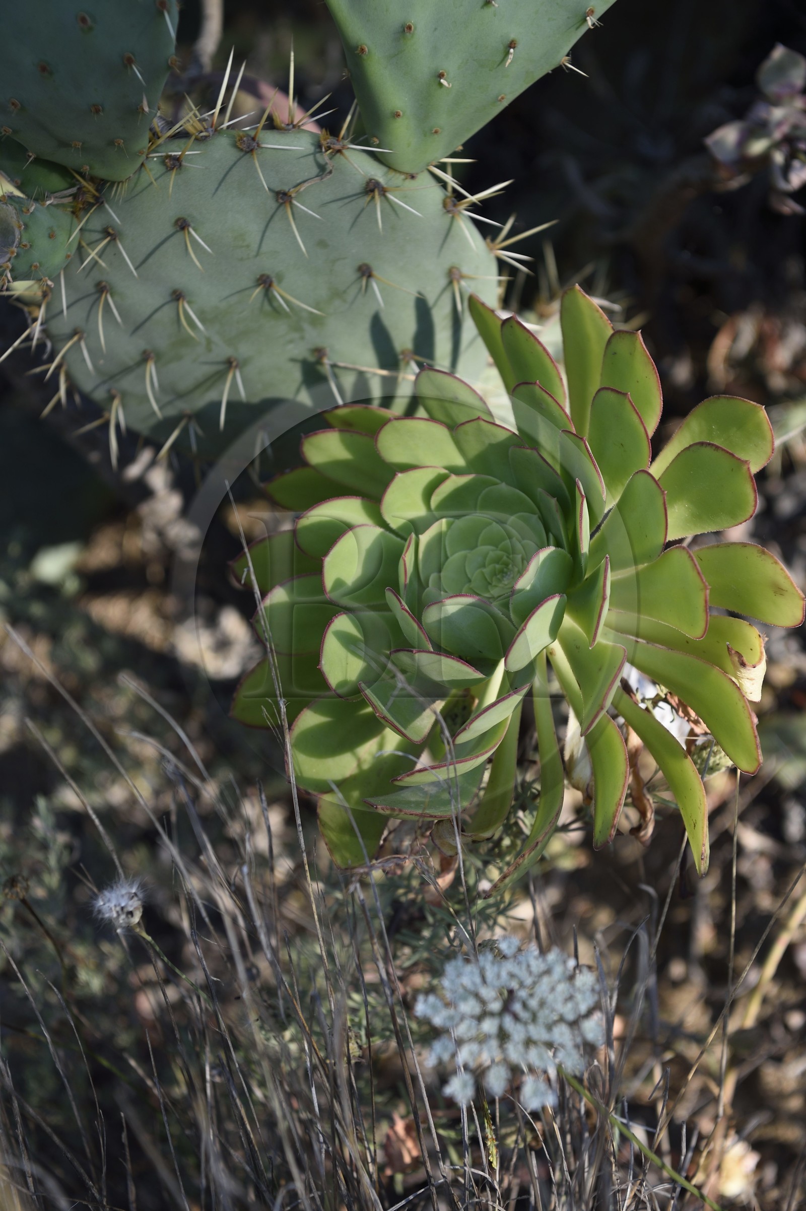 France, Var (83), Rayol-Canadel-sur-Mer, Domaine du Rayol, propriété du conservatoire du littoral mention obligatoire, le jardin des Méditerranées conçu par le paysagiste Gilles Clément, Jardin des Canaries, aeonium arboreum succulente des canaries