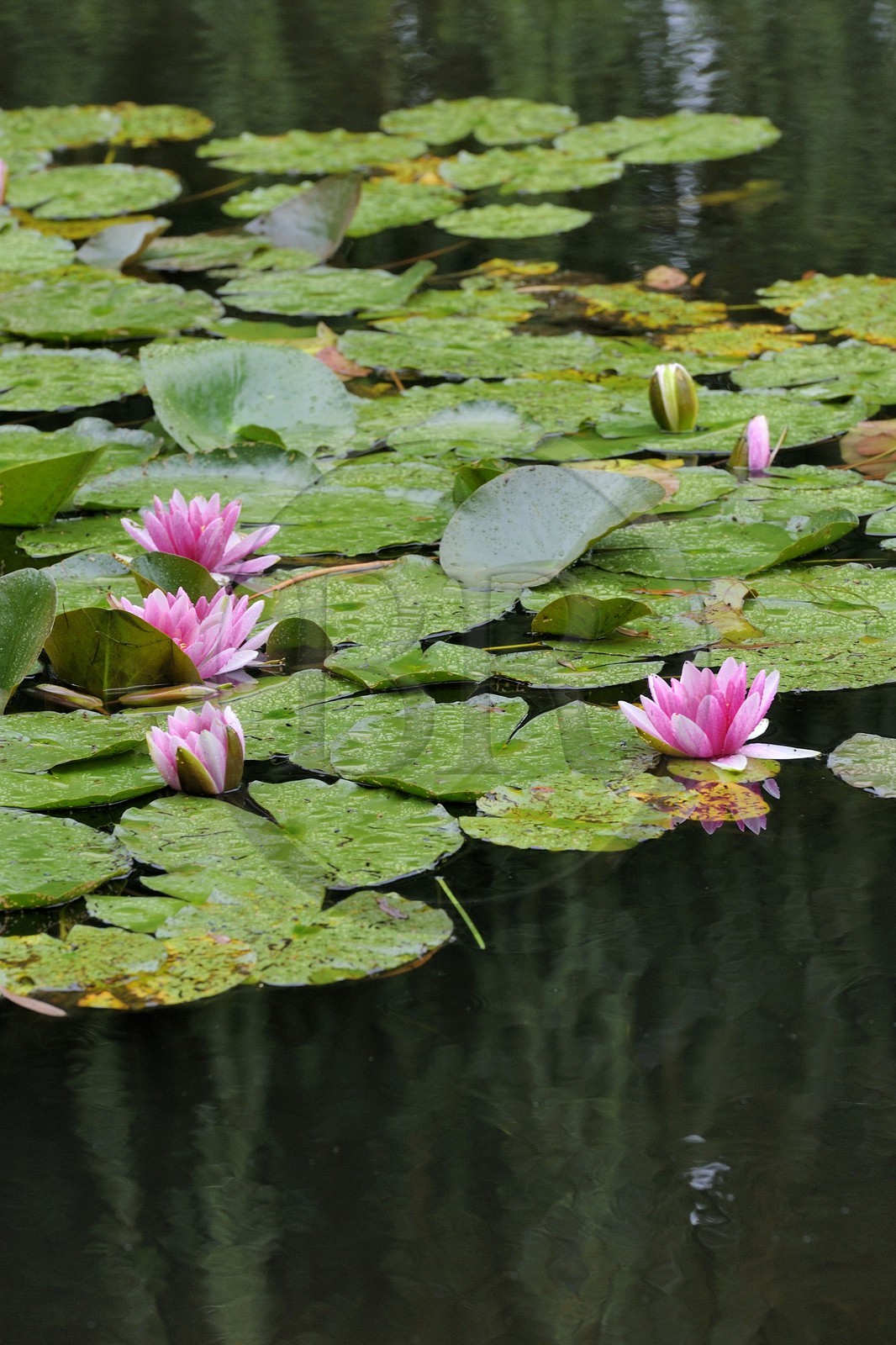 France, Eure, Giverny, Claude Monet garden, le Jardin d'Eau (Water garden)