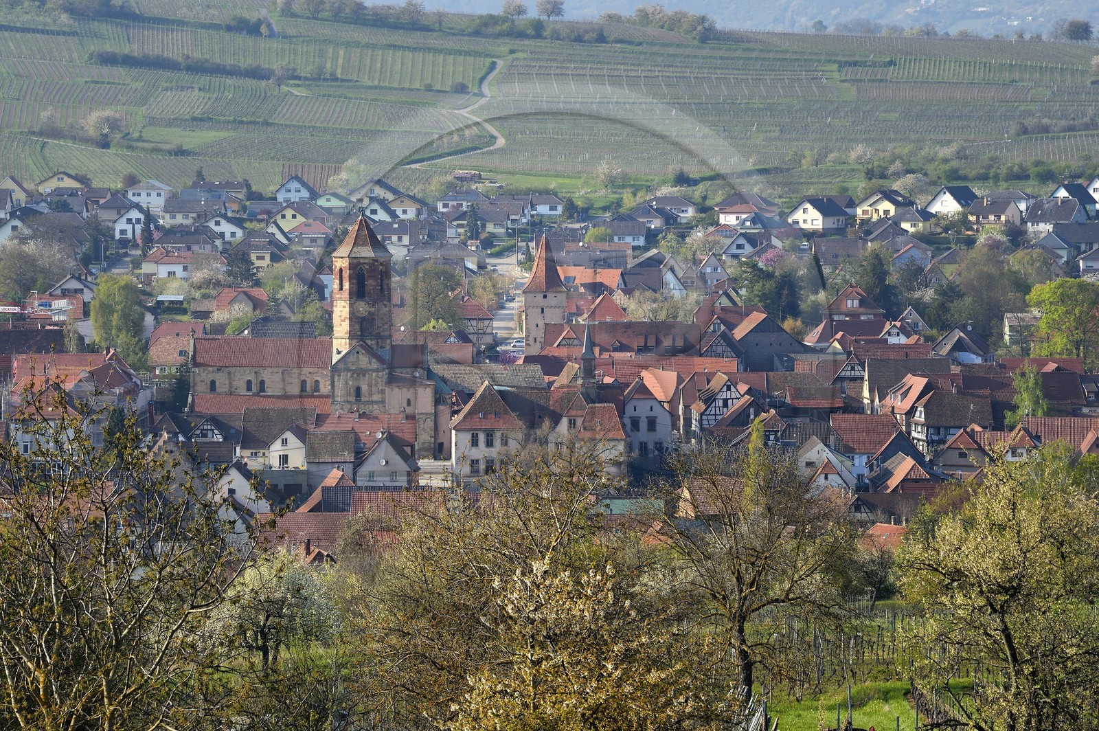France, Bas-Rhin (67), Route des vins d'Alsace, Rosheim entouré de vignoble
