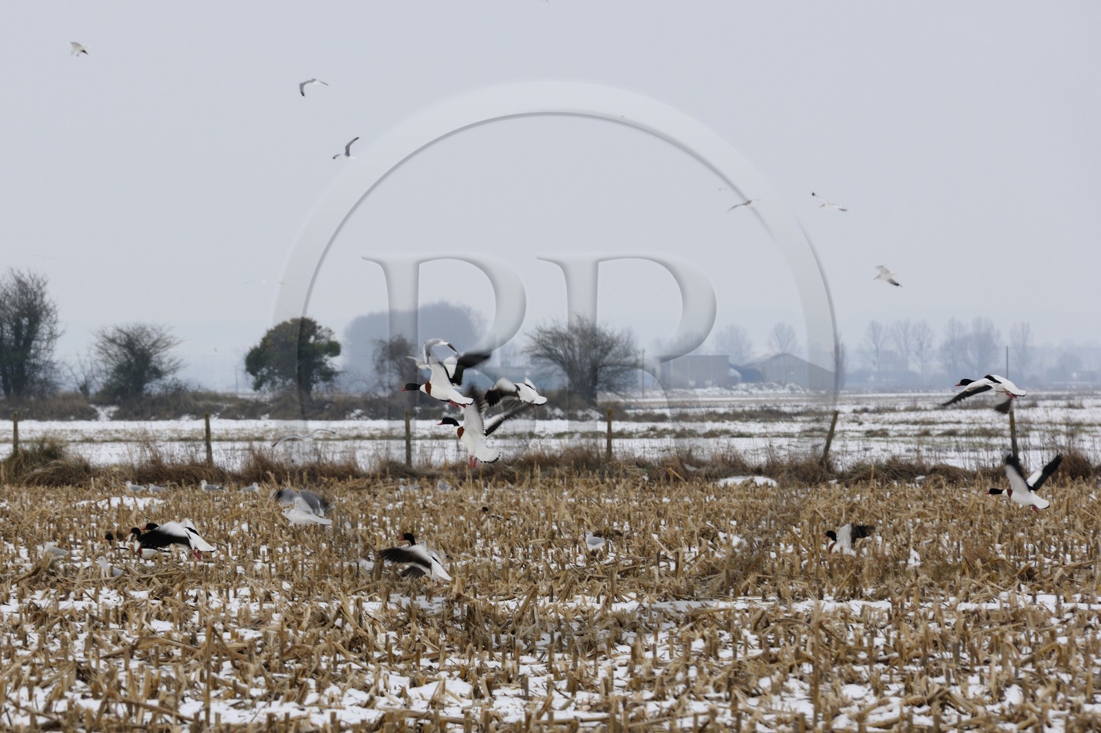 France, Ille-et-Vilaine (35), le polder du Mont-Saint-Michel, mouettes et canards