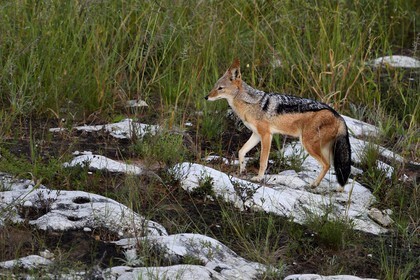 Namibie, région de Oshikoto, Parc National d'Etosha, chacal à chabraque (Canis mesomelas)