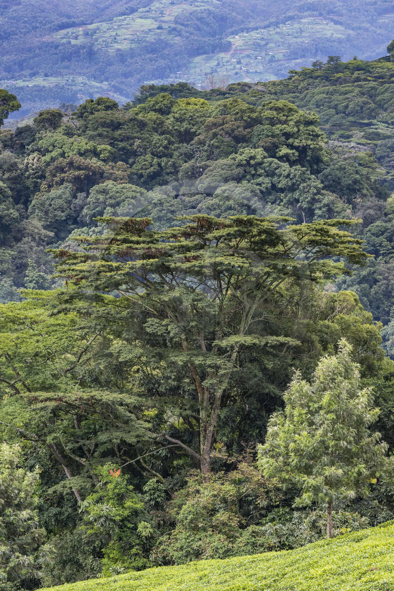 Rwanda, Western Province, Gisakura, Nyungwe National Park, the natural rainforest on the edge of tea plantations, Newtonia buttress tree