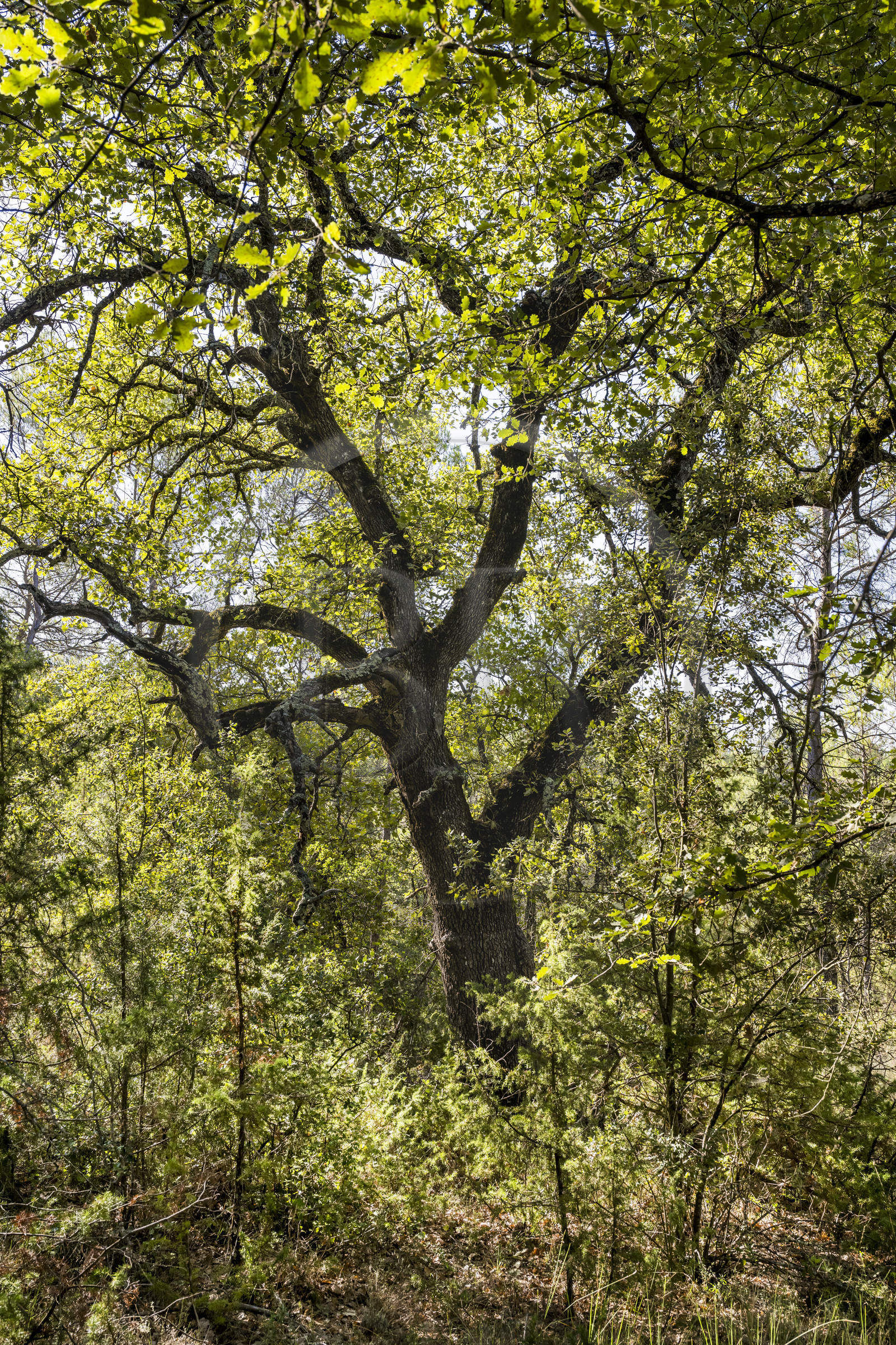 France, Var (83), Provence Verte, Bras, Académie du Bain de Forêt Provençale, forêt du domaine Le Peyrourier - une campagne en Provence