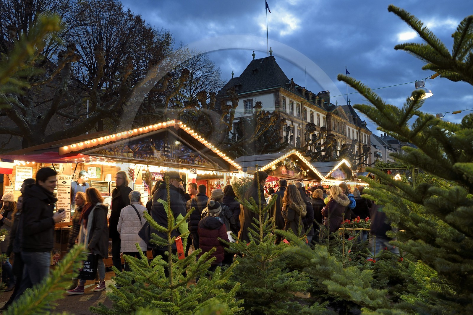 France, Bas Rhin, Strasbourg, old town listed as World Heritage by UNESCO, Christmas market (Christkindelsmarik) on the place Broglie, selling Christmas trees in the foreground and the former City Hall in the background
