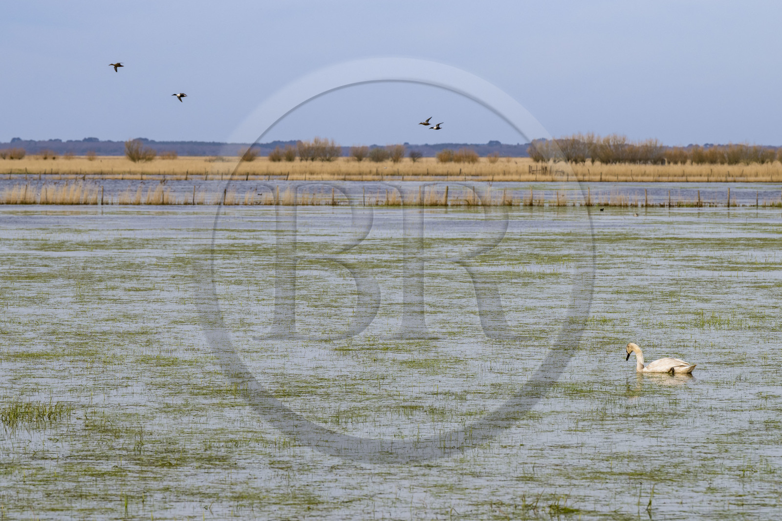 France, Loire-Atlantique, Parc Naturel Regional de la Briere (Briere Natural Regional Park), Saint Malo de Guersac, swan in the marshes of Brière