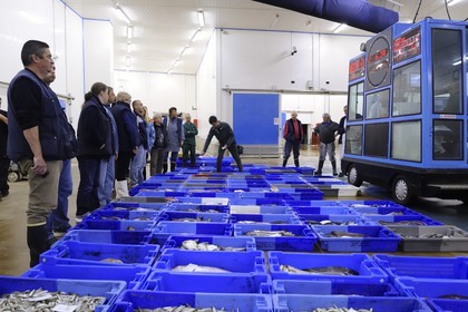 France, Loire-Atlantique (44),  port de La Turballe, la criée