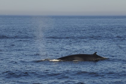 Canada, province de Québec, région de Manicouagan, Tadoussac, baleine à bosse dans le golf du Saint-Laurent
