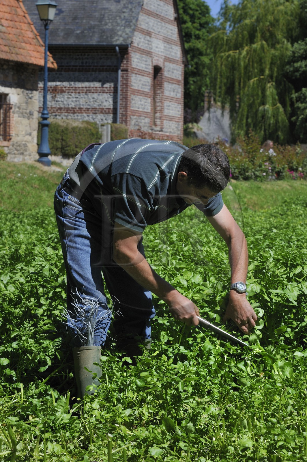 France, Seine-Maritime (76), Veules-les-Roses, le cressiculteur Patrique Mahieu coupant du cresson dans sa cressonnière
